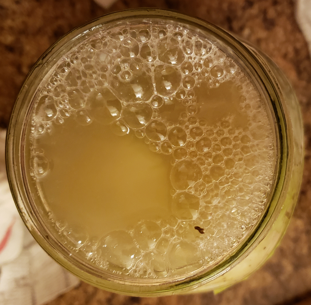 A top down view of the ferment. The liquid is nearly at the rim of the jar and there are large bubbles on the liquid's surface.